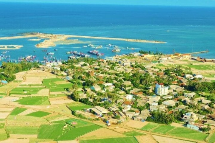 Garlic fields