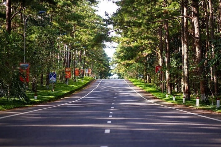 The Pine Forests of Mang Den