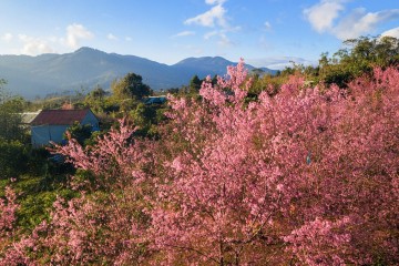 Cherry blossom season in Mang Den