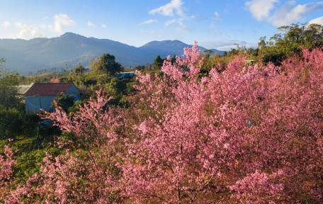 Mùa hoa anh đào ở Măng Đen